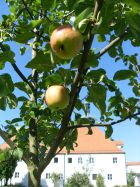 Apfelbaum mit Kloster